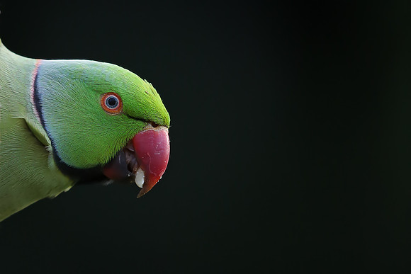 Ring-necked Parakeet