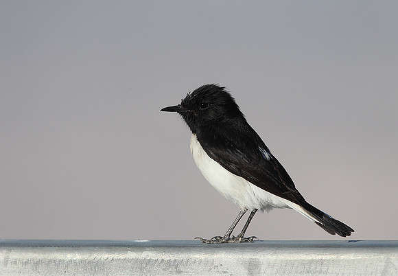 Hume's Wheatear