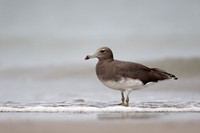 Sooty Gull