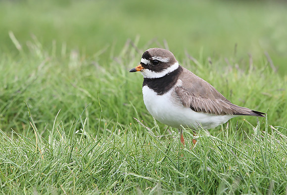Ringed Plover