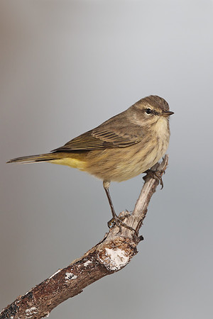 Palm Warbler