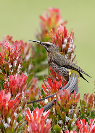 Cape Sugarbird
