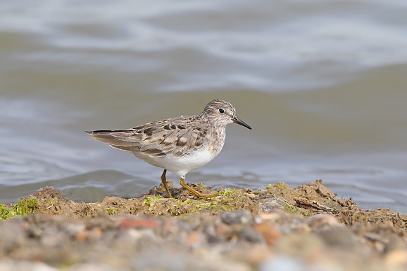 Temminck's Stint