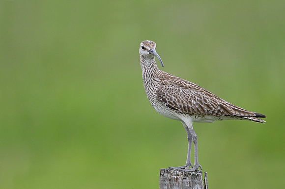 Whimbrel