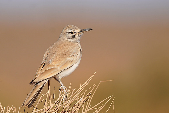 Greater Hoopoe-lark