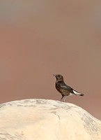 Black Wheatear
