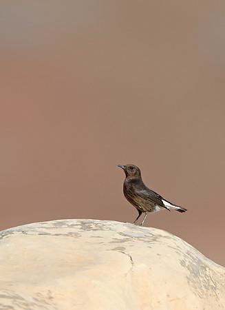 Black Wheatear