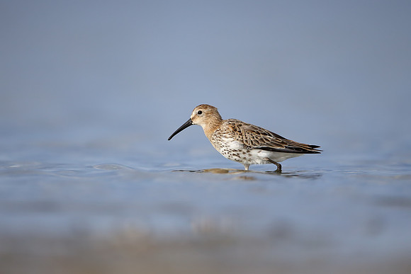 Dunlin