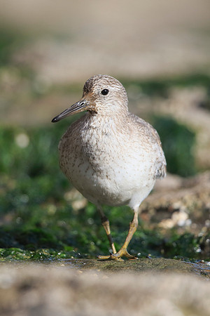 Knot