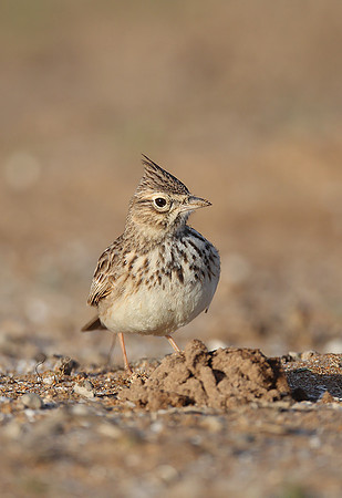 Thekla Lark