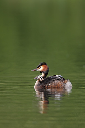 Great Crested Grebe