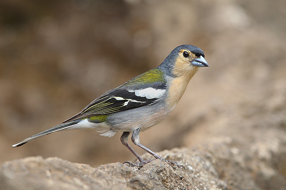 Madeiran Chaffinch
