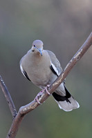 White-winged Dove