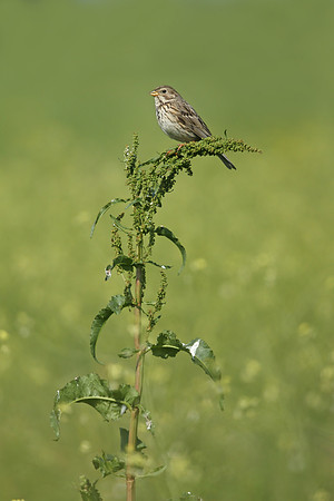 Corn Bunting