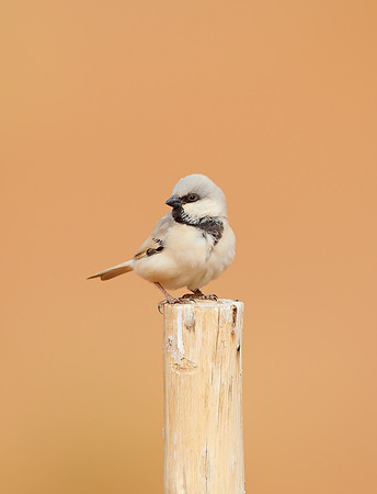 Desert Sparrow