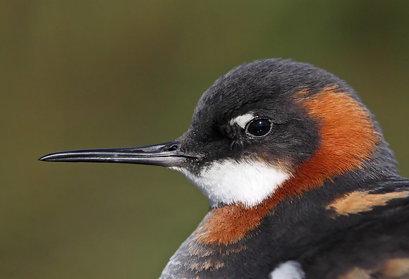 Red-necked Phalarope