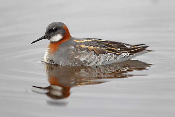 Red-necked Phalarope