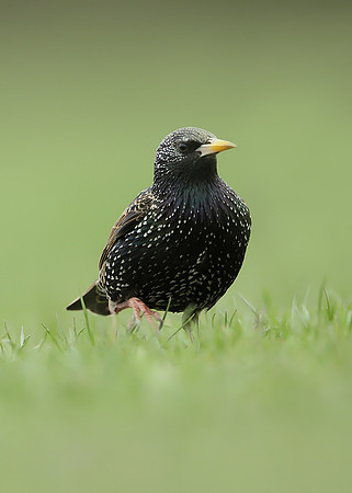 Starling