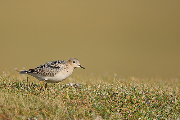 Buff-breasted Sandpiper