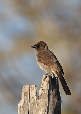 Common Bulbul