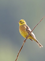 Buntings