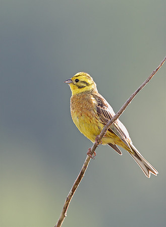 Yellowhammer