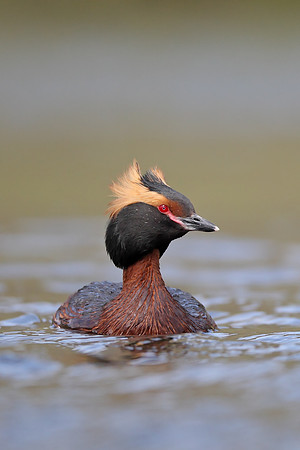 Slavonian Grebe