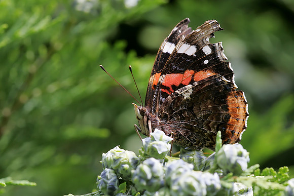 Red Admiral