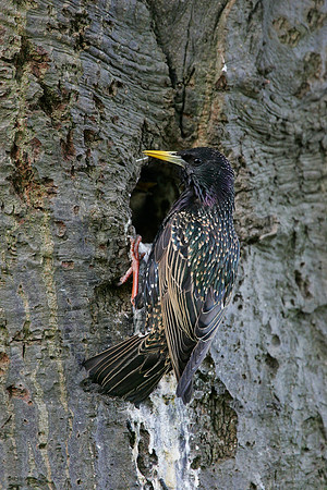 Starling nest