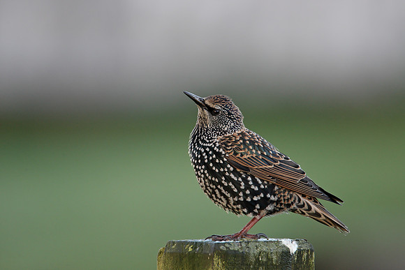Starling