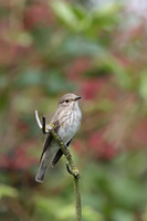 Spotted Flycatcher