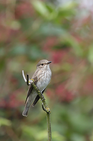 Spotted Flycatcher